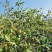 自己种植的1200亩有机油茶基地，今年产5万斤山茶油。