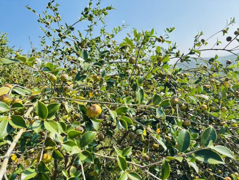 自己种植的1200亩有机油茶基地，今年产5万斤山茶油。