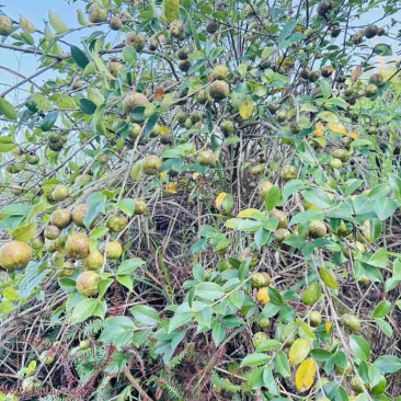 自己种植的1200亩有机油茶基地，今年产5万斤山茶油。