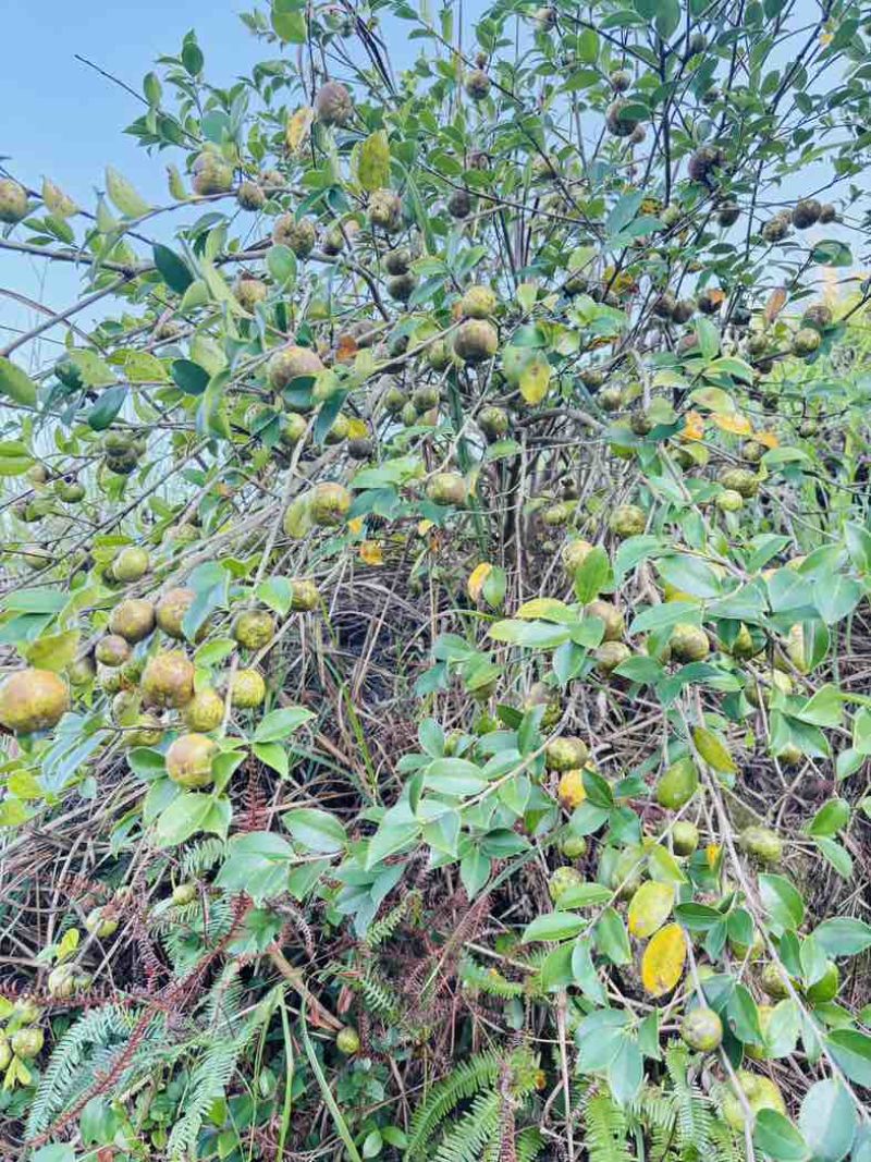 自己种植的1200亩有机油茶基地，今年产5万斤山茶油。
