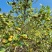 自己种植的1200亩有机油茶基地，今年产5万斤山茶油。