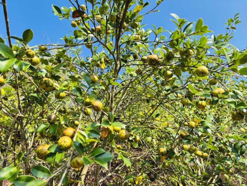 自己种植的1200亩有机油茶基地，今年产5万斤山茶油。
