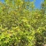 自己种植的1200亩有机油茶基地，今年产5万斤山茶油。