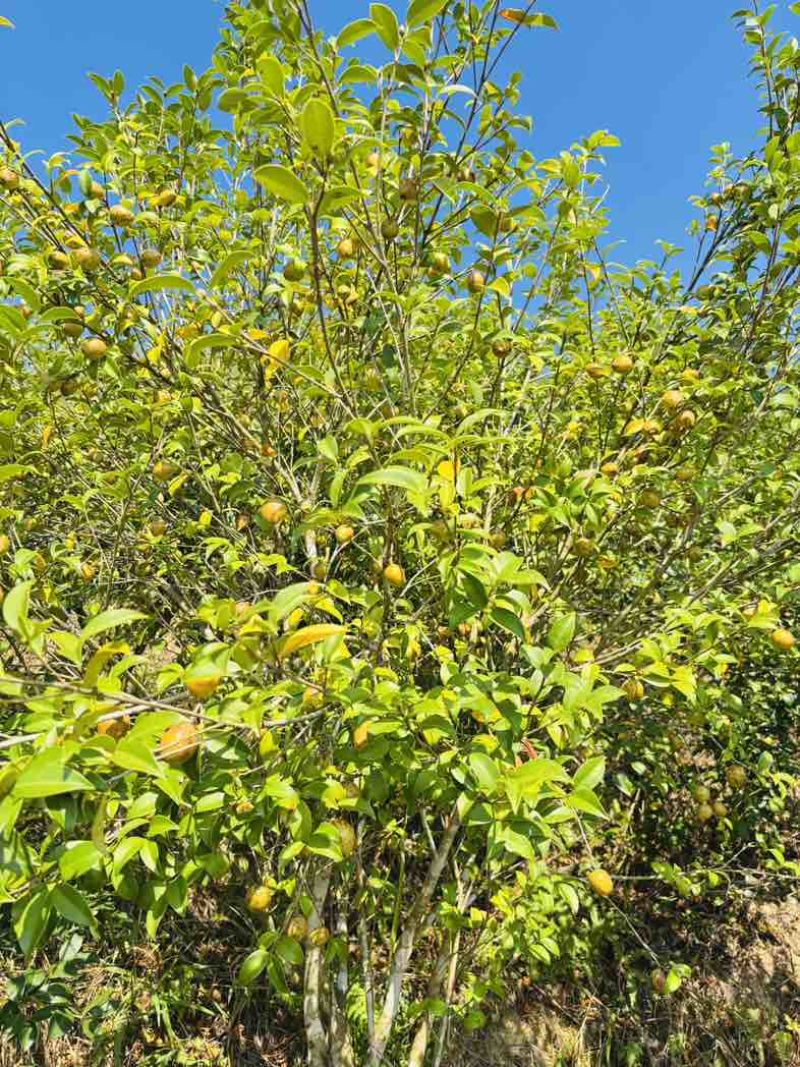 自己种植的1200亩有机油茶基地，今年产5万斤山茶油。