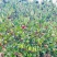 自己种植的1200亩有机油茶基地，今年产5万斤山茶油。