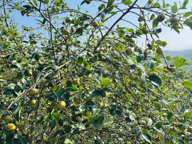 自己种植的1200亩有机油茶基地，今年产5万斤山茶油。
