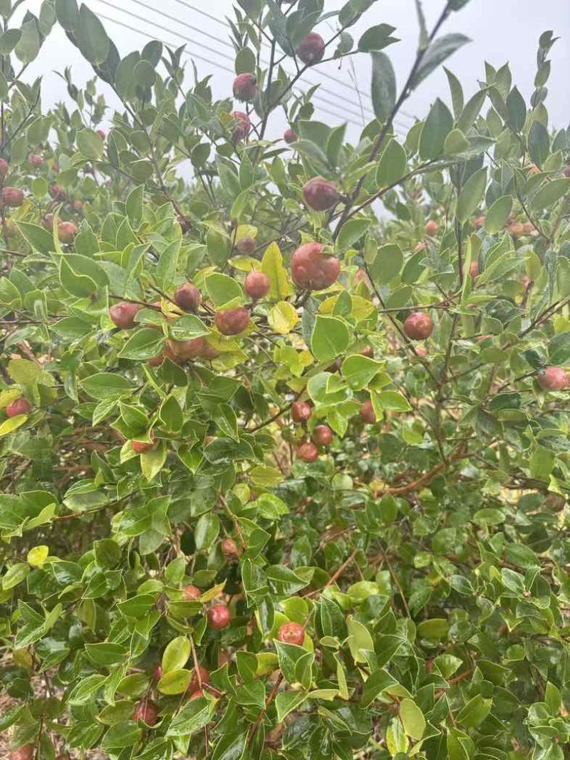 自己种植的1200亩有机油茶基地，今年产5万斤山茶油。