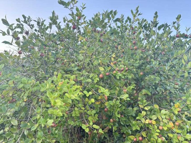 1200亩有机油茶种植基地，自产自销。