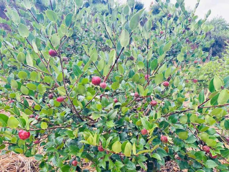 1200亩有机油茶种植基地，自产自销。