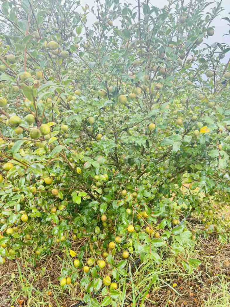 1200亩有机油茶种植基地，自产自销。