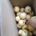 黄金梨8000斤