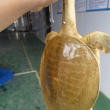 甲鱼