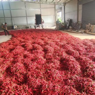 陕西凤翔新品种线辣椒🌶()鲜红椒、烤干椒、鲜辣面)