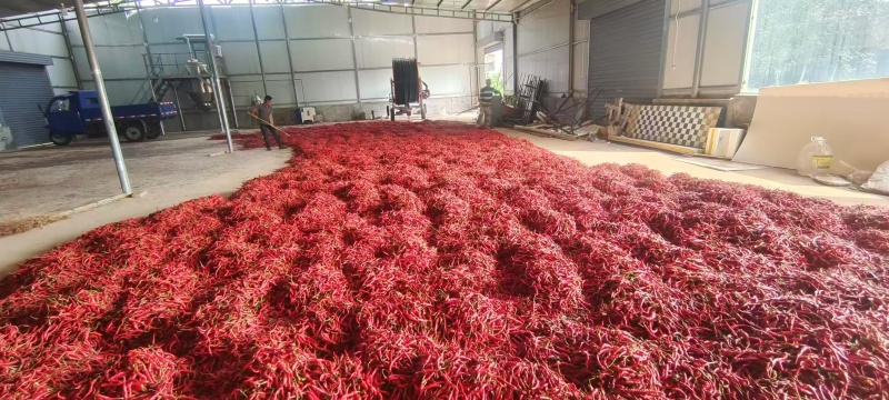 陕西凤翔新品种线辣椒🌶()鲜红椒、烤干椒、鲜辣面)
