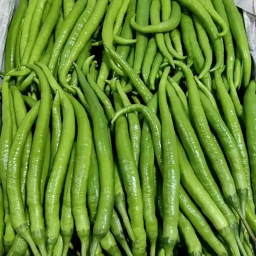 二荆条