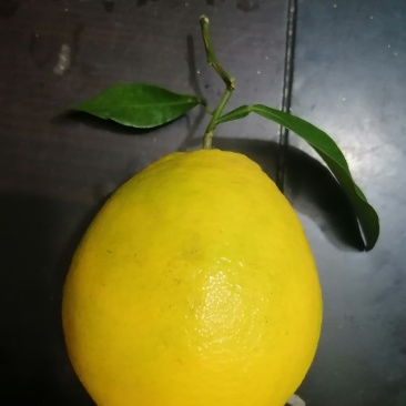 福建绿皮脐橙，甜度13度以上