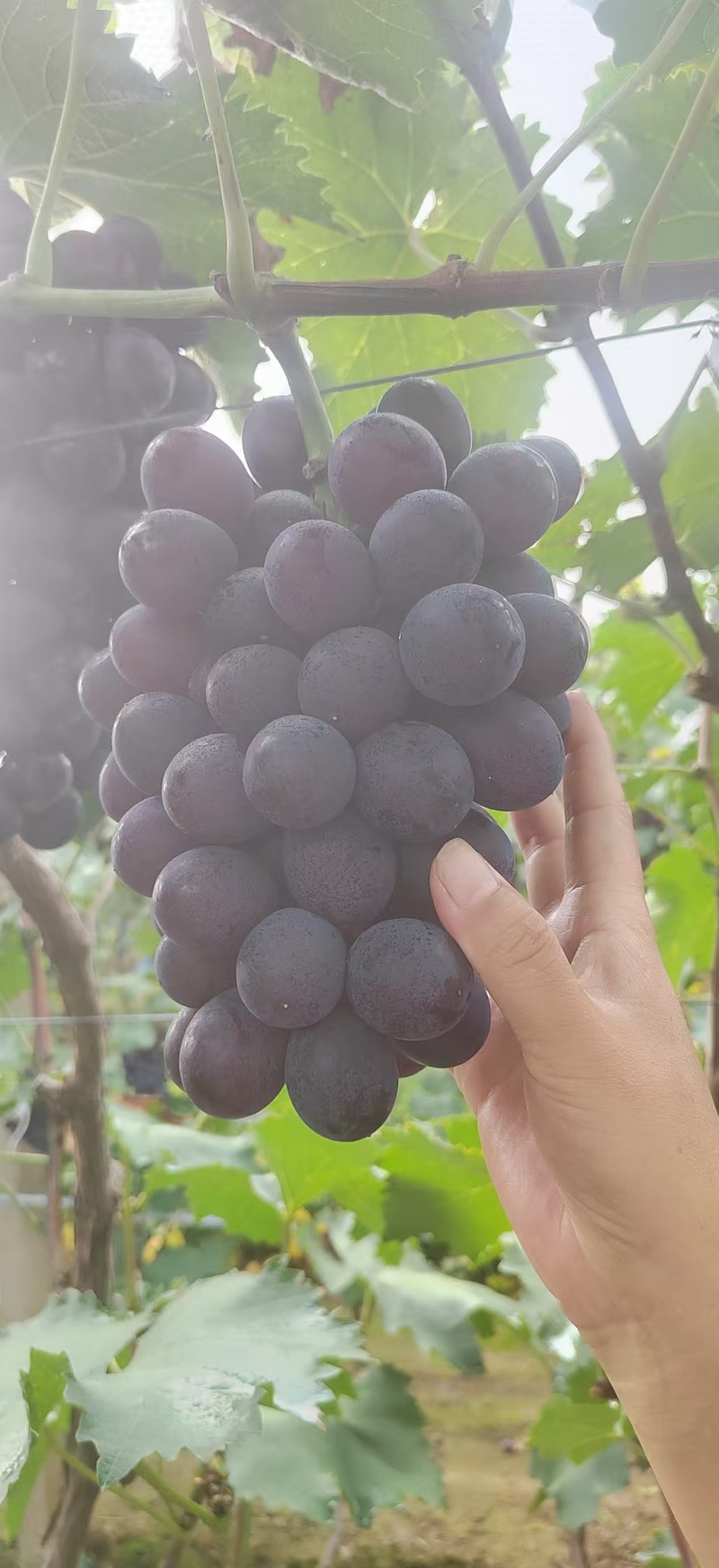 辽峰葡萄