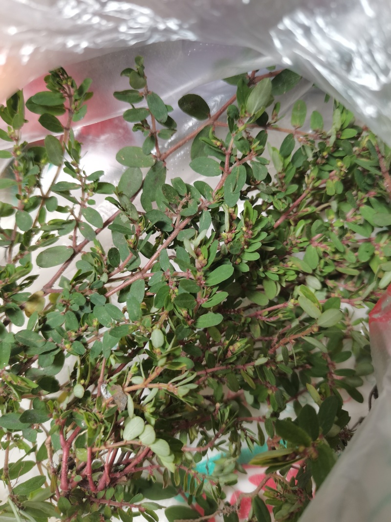野生地锦草