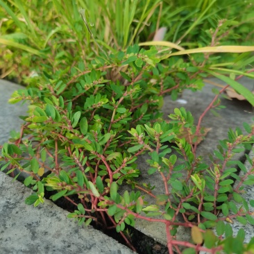 野生地锦草