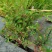 野生地锦草