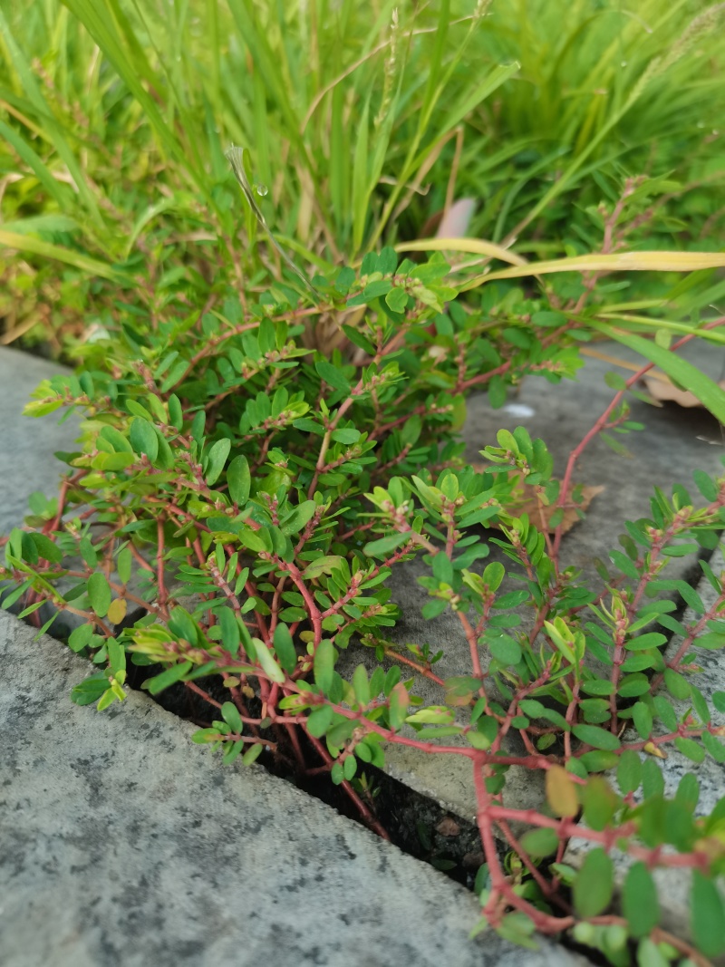 野生地锦草