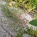 野生地锦草