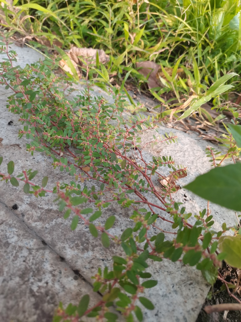 野生地锦草