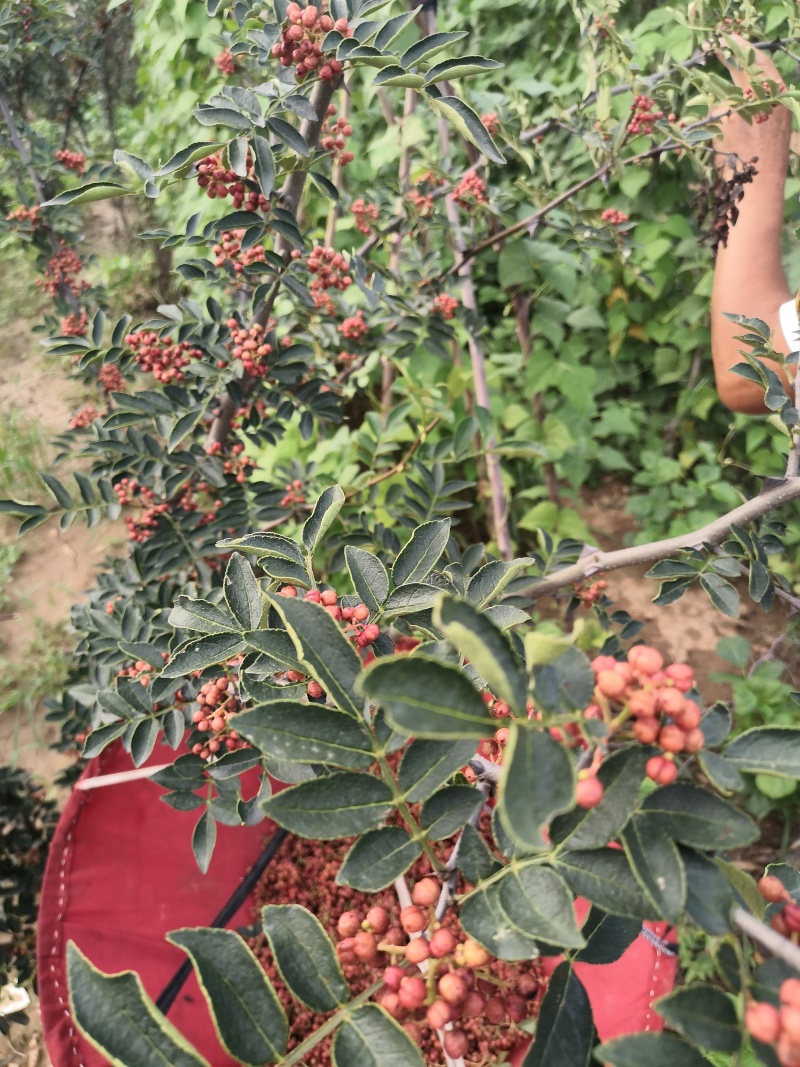 太行山花椒