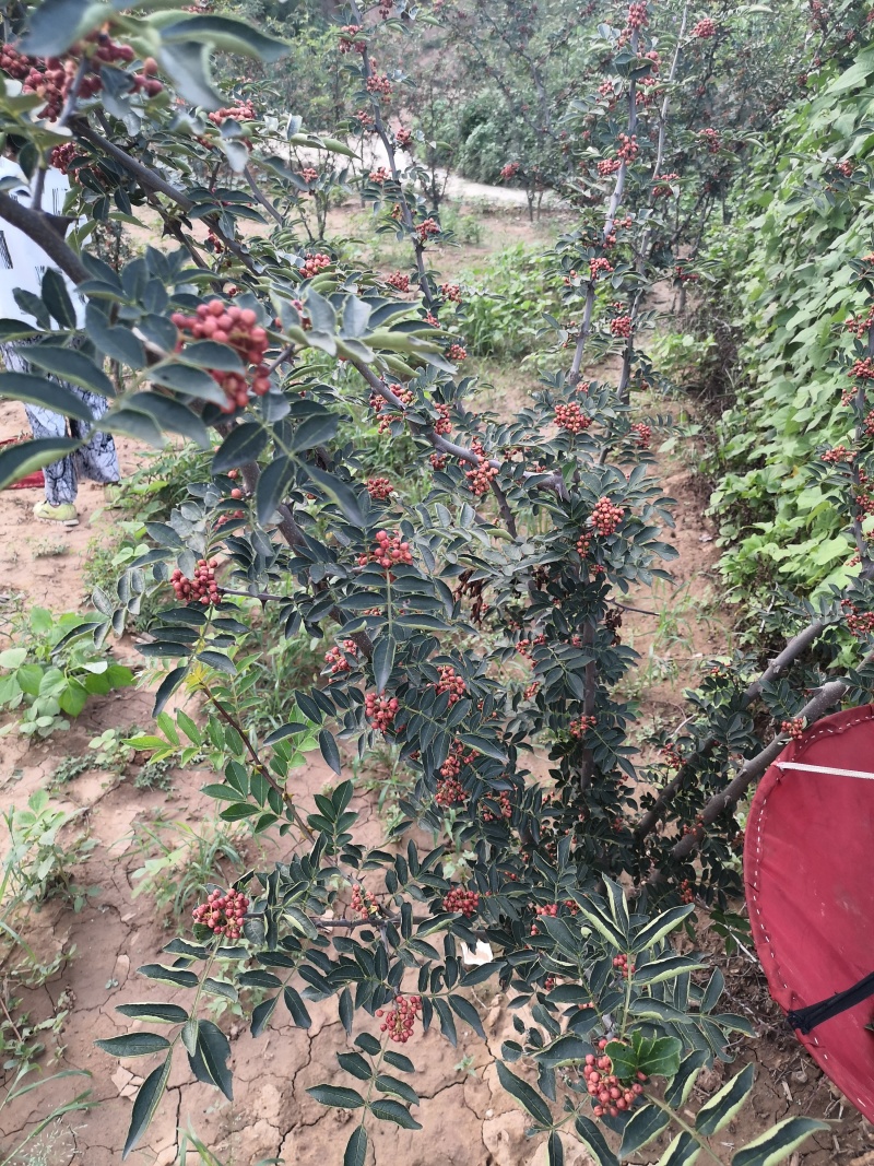 太行山花椒