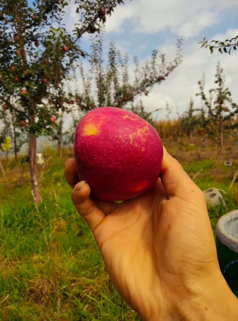云南昭通糖心丑苹果