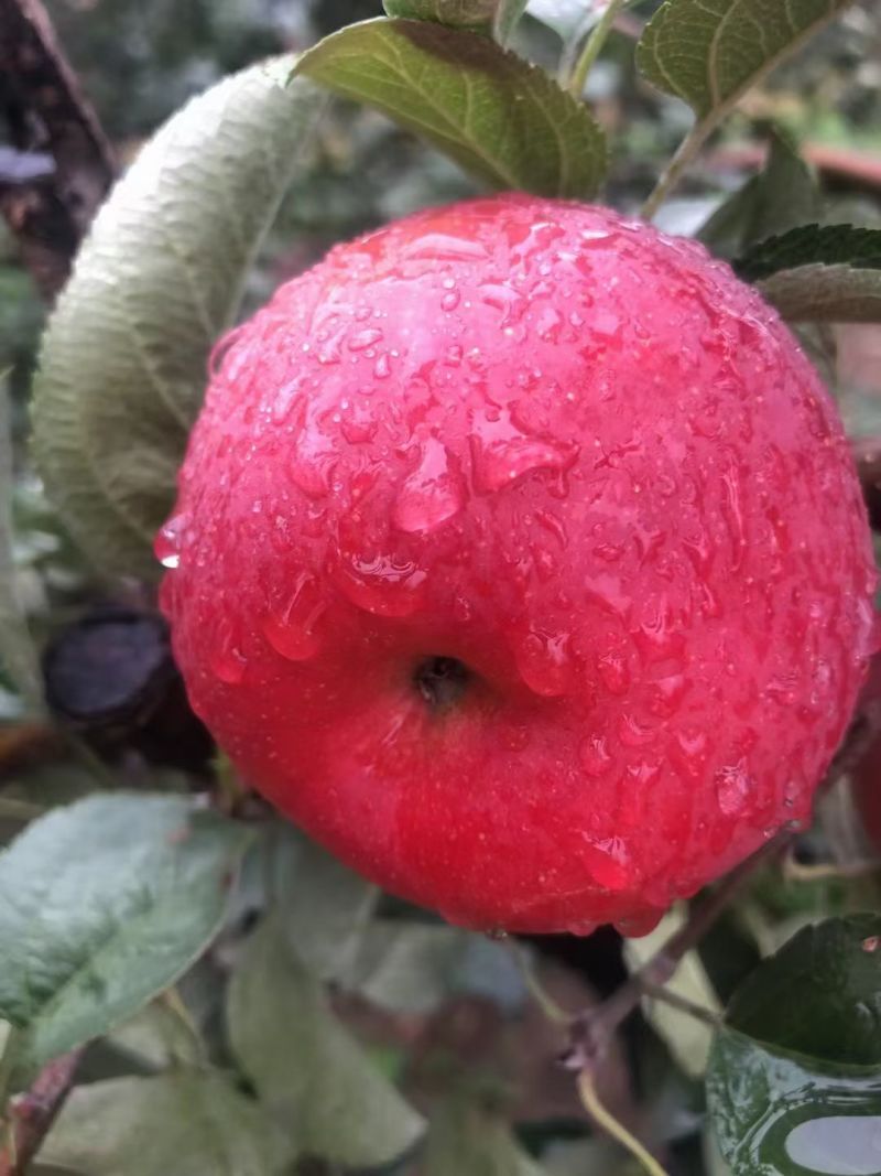 云南昭通糖心丑苹果