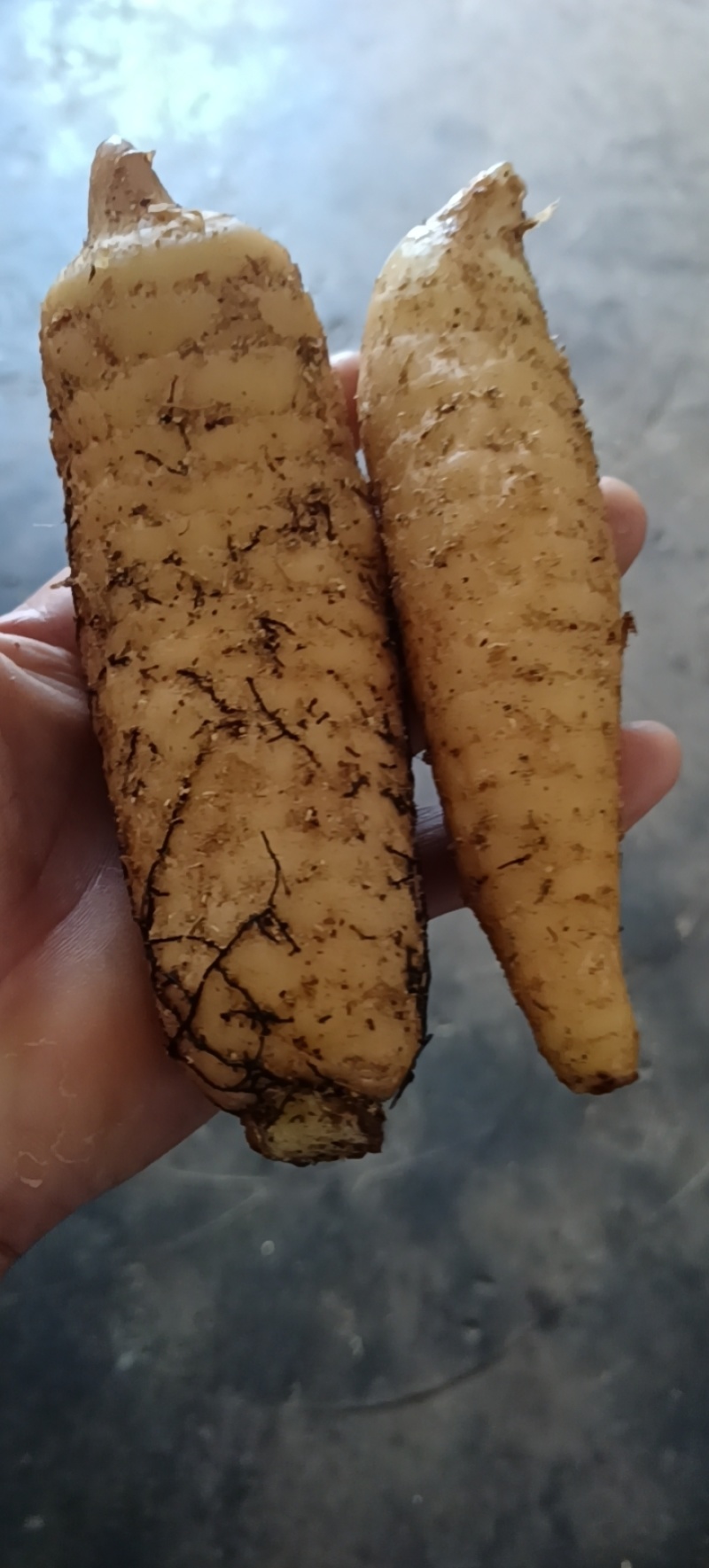 乌红杂交天麻