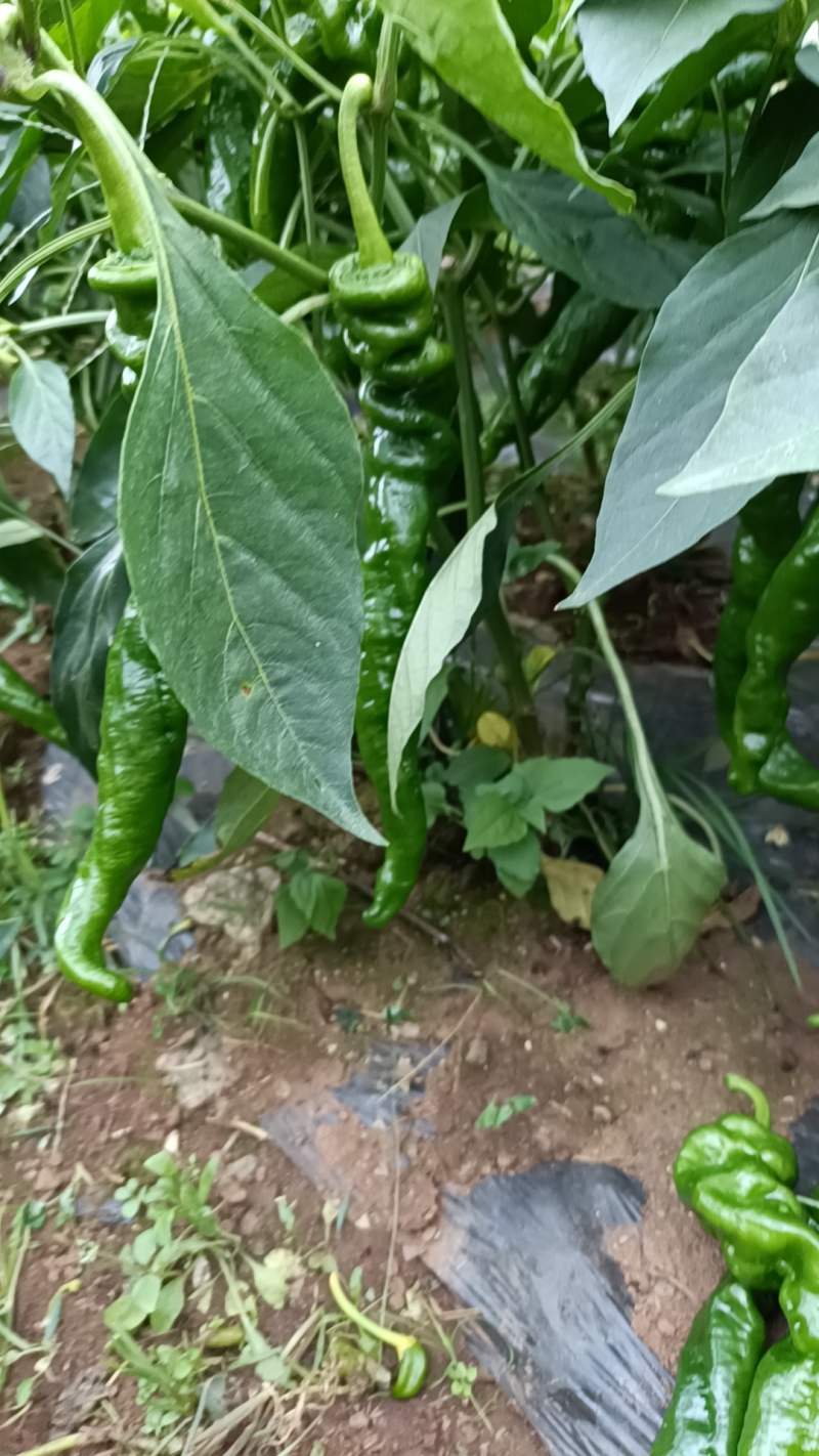 螺丝椒