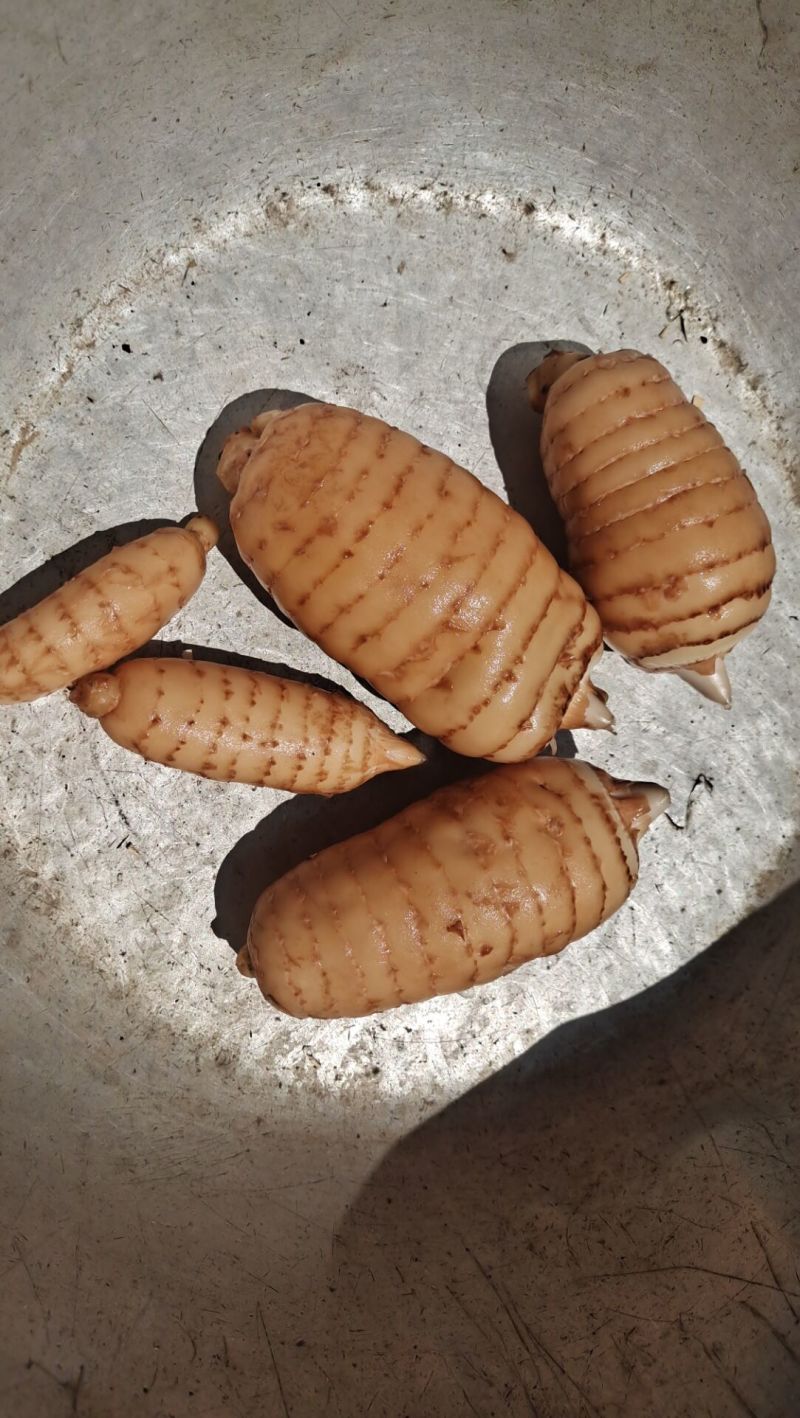 昭通新鲜天麻
