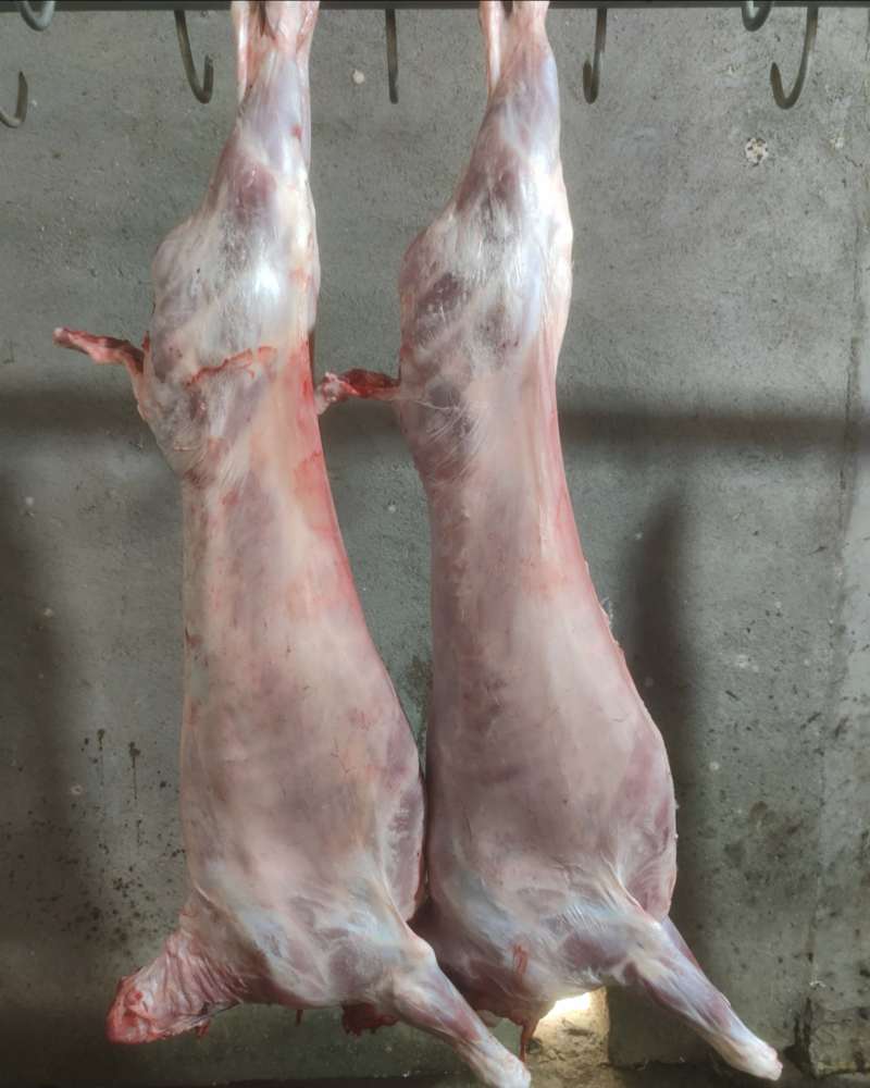 羊酮体白条羊