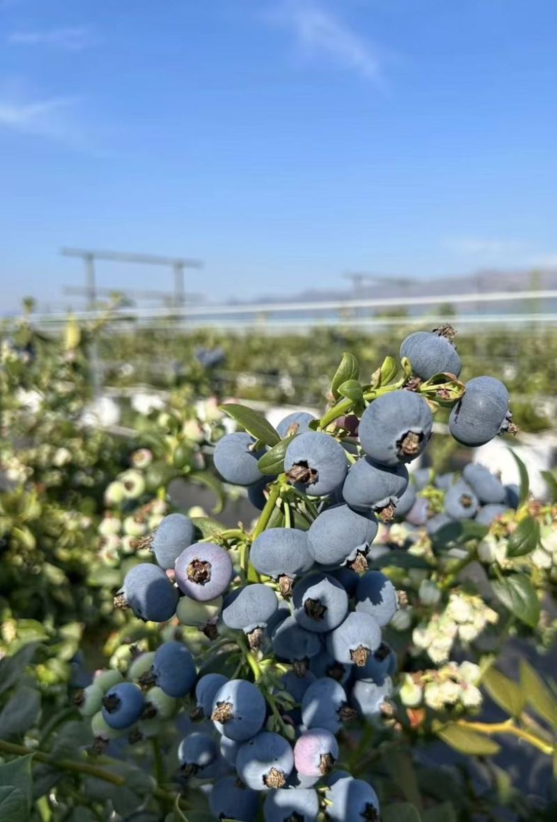 云南蓝宝石花香蓝莓