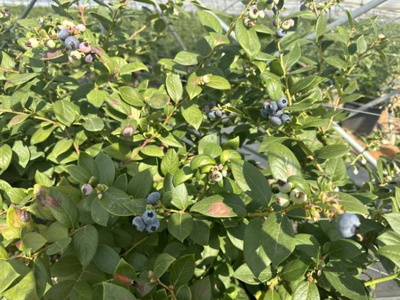 云南蓝宝石花香蓝莓