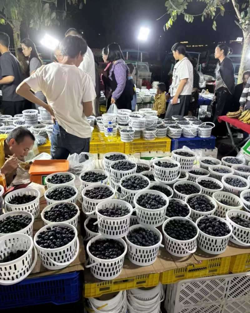 云南蓝宝石花香蓝莓