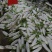 涞水大白萝卜应有尽有代收500平米冷库