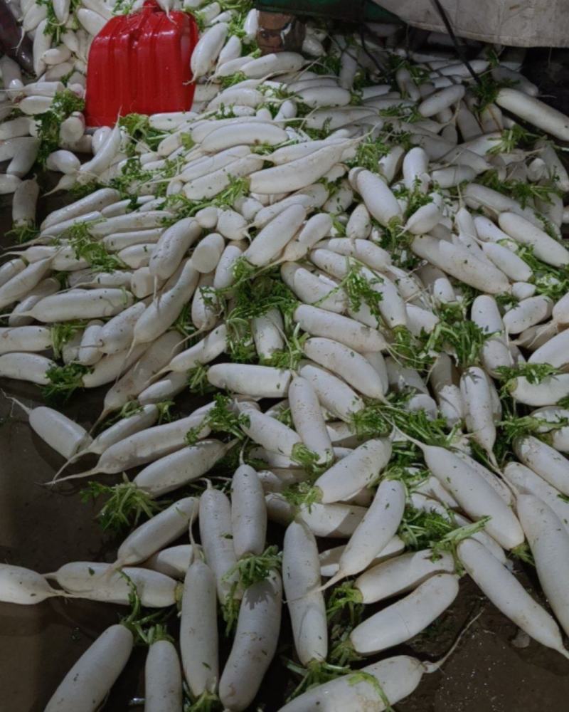 涞水大白萝卜应有尽有代收500平米冷库