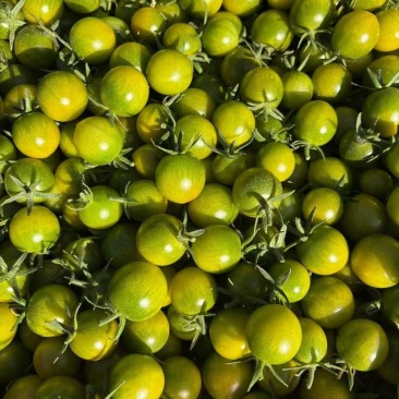 小番茄