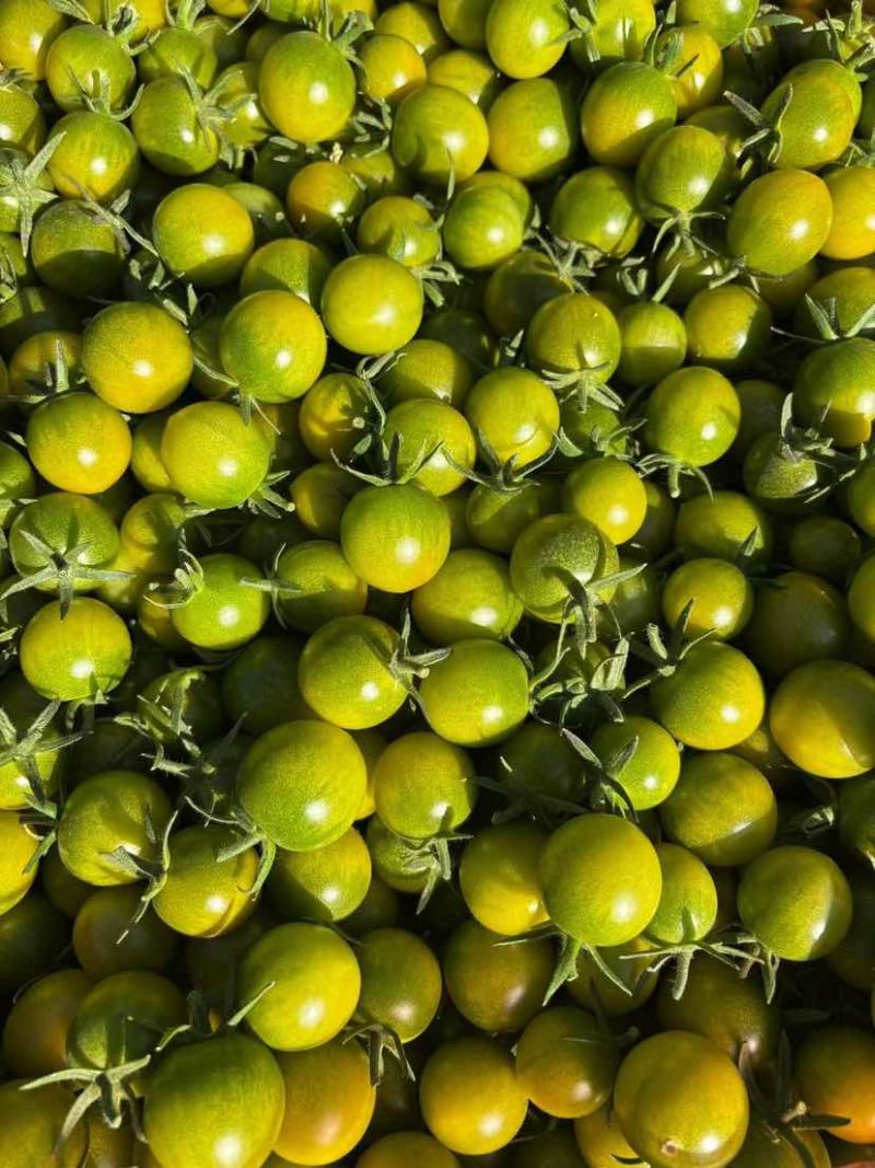 小番茄