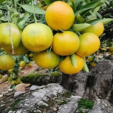南阳内乡杨沟柑橘