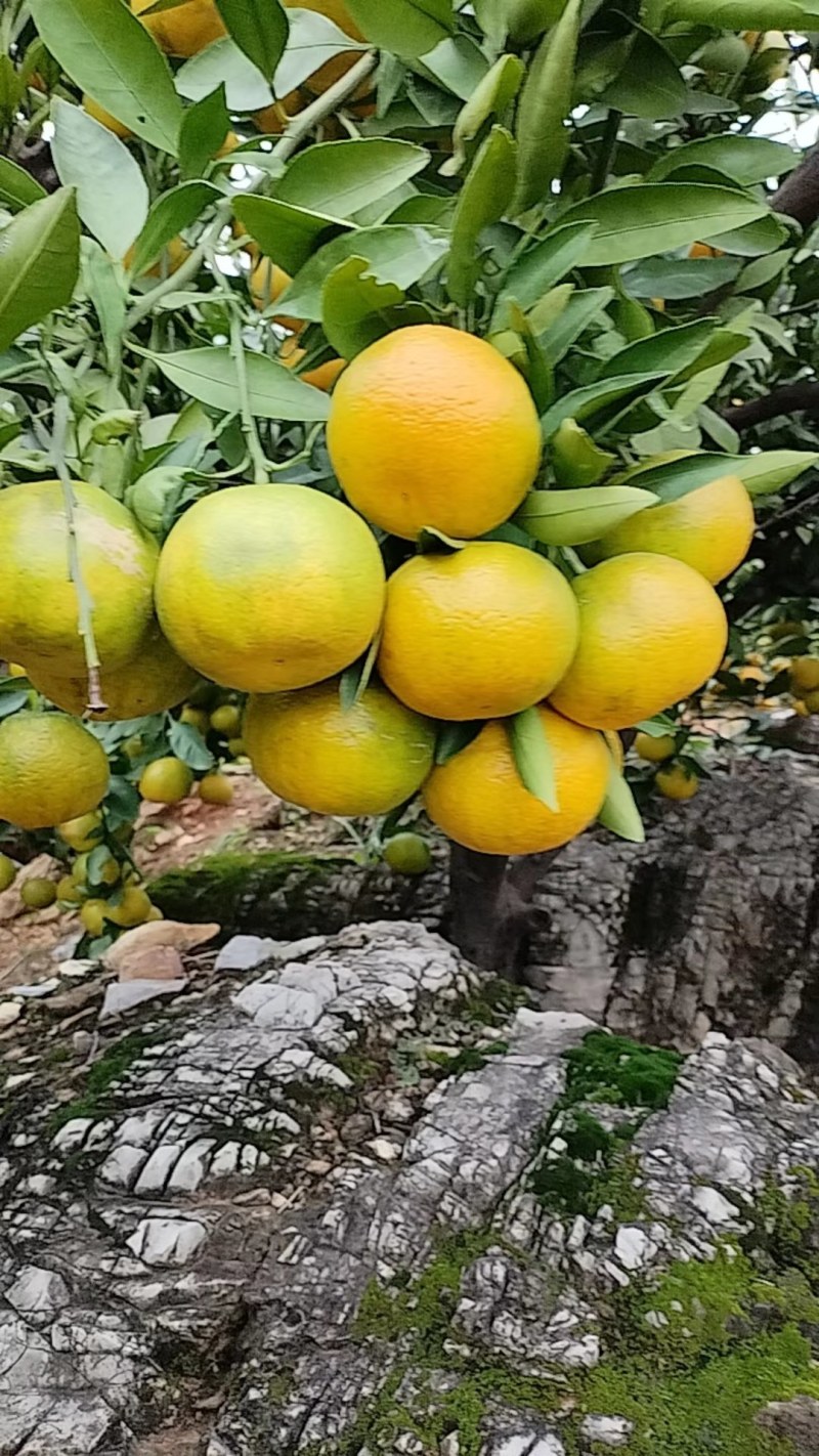 南阳内乡杨沟柑橘