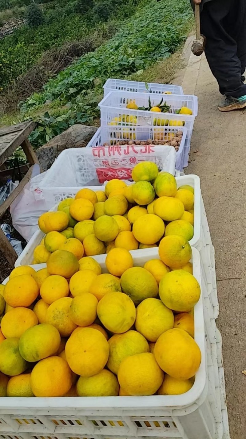 南阳内乡杨沟柑橘