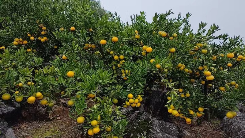 南阳内乡杨沟柑橘