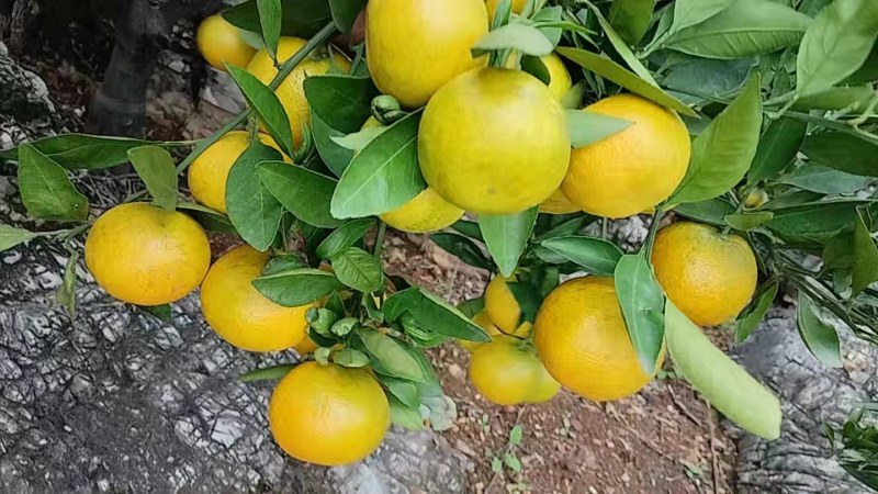 南阳内乡杨沟柑橘