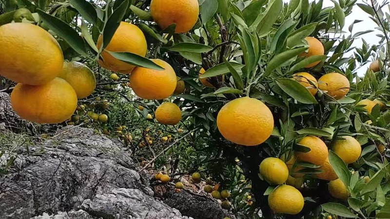 南阳内乡杨沟柑橘