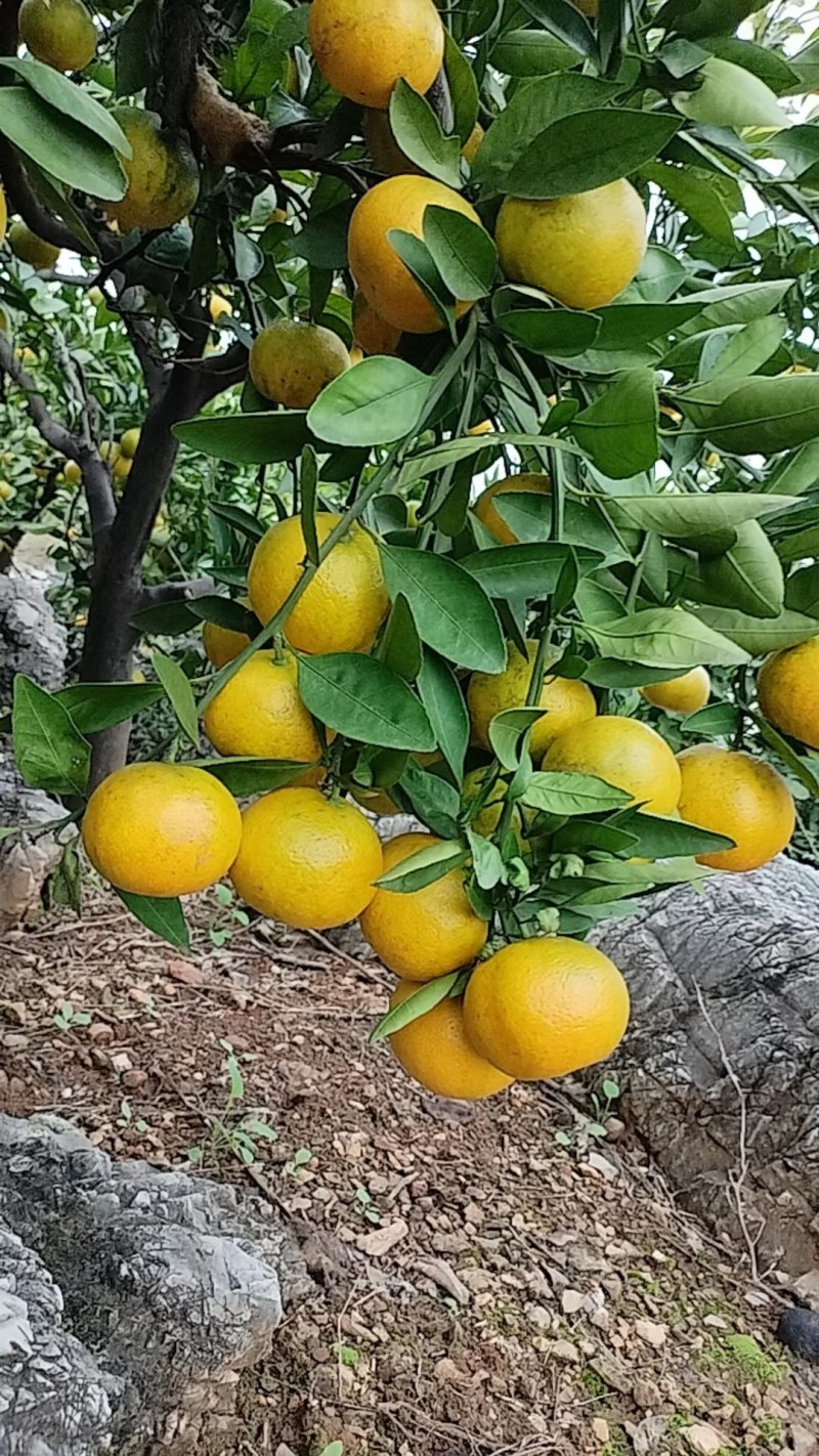 南阳内乡杨沟柑橘