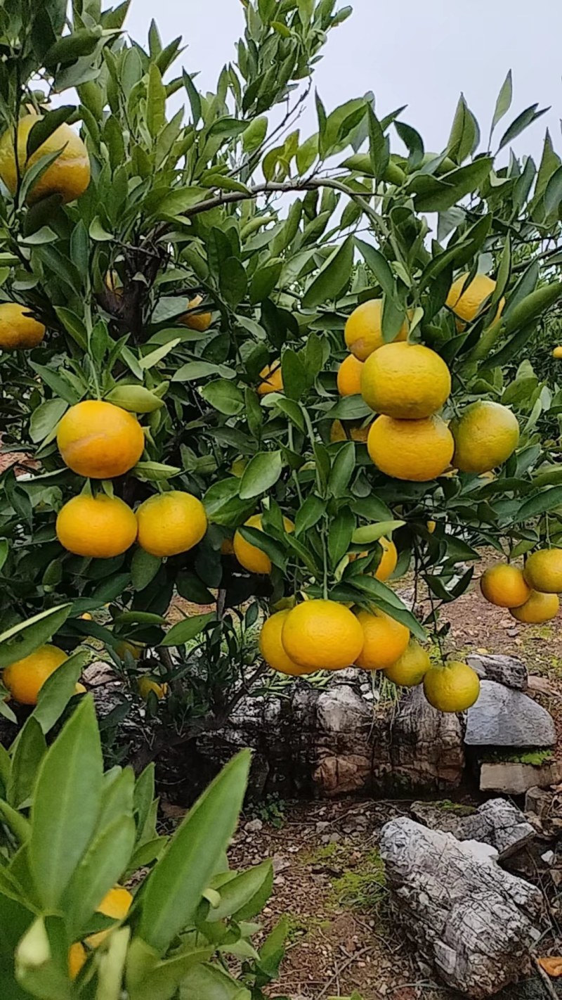 南阳内乡杨沟柑橘